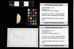 Foto (Objekt + Etikett) von Galatheoidea indet.  (NHMW-GEO-2014-0194-0636)